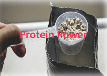 Protein Powder